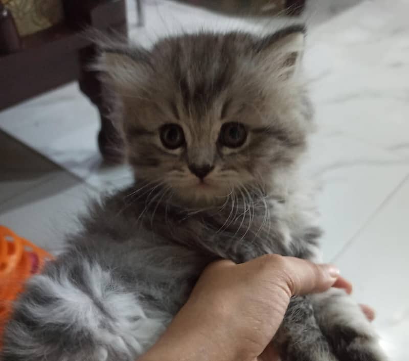 Persian cat / kitten / cute Persian cat / cat for sale 8