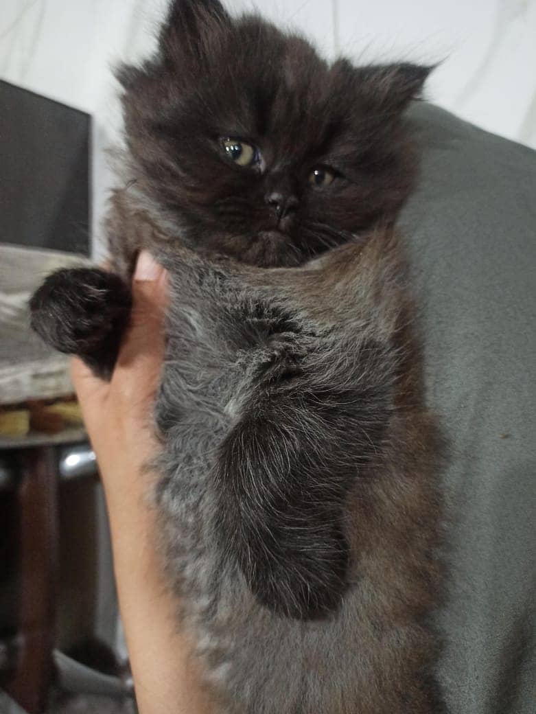 Persian cat / kitten / cute Persian cat / cat for sale 9