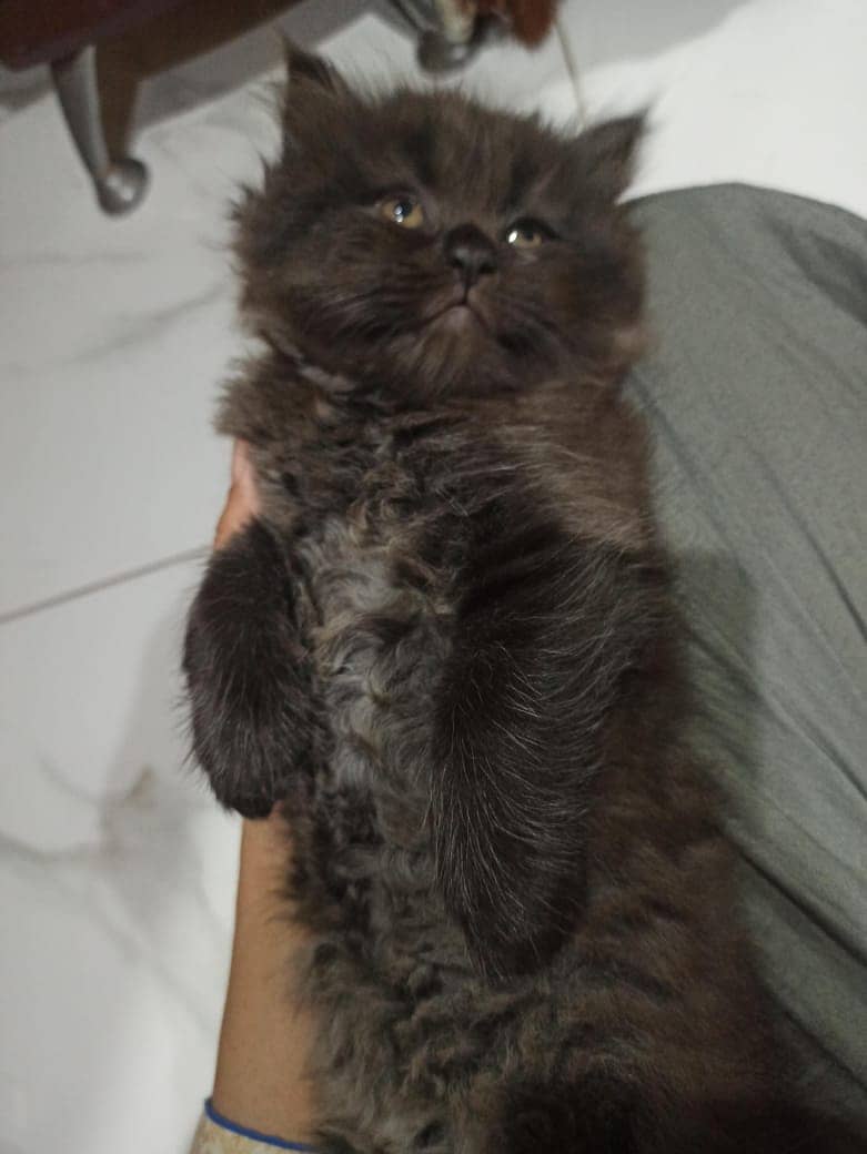 Persian cat / kitten / cute Persian cat / cat for sale 10