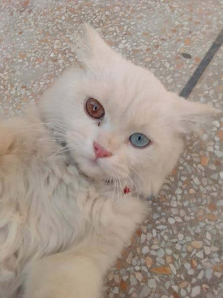 Selling my Turkish angora cat with his litter and litterbox 0
