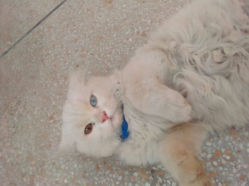 Selling my Turkish angora cat with his litter and litterbox 1
