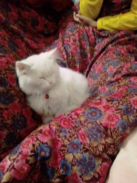 Selling my Turkish angora cat with his litter and litterbox 2
