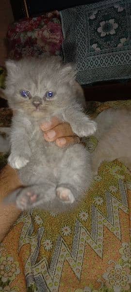 Persian kitten long cote healthy phone#03094057544 10