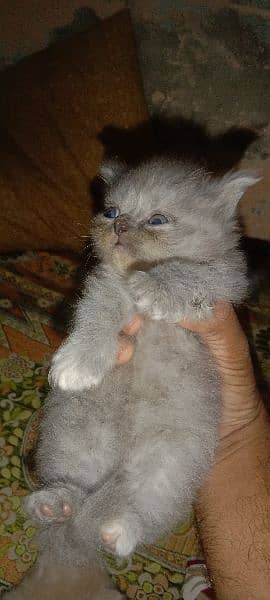 Persian kitten long cote healthy phone#03094057544 12