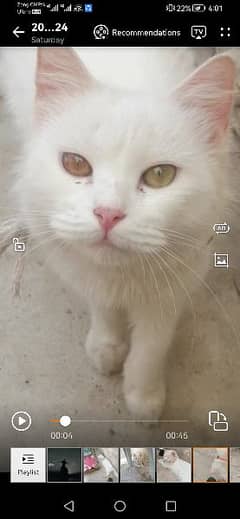 cat for sale only serius buyer contact us