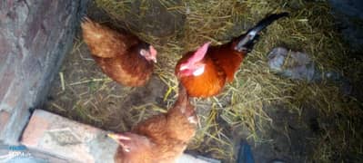 3 hens one murga pair adult pairs