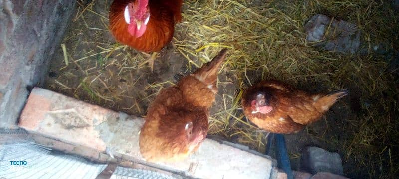 3 hens one murga pair adult pairs 2