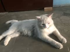 persian   male cat white clr