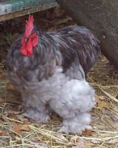 Blue Buff hens & Black Buff Hens , Fancy Hens , Egg laying Hens ,