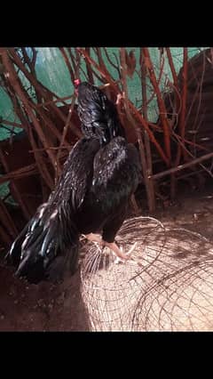 Black Aseel chicks