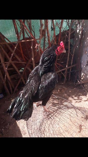 Black Aseel chicks 2