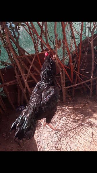 Black Aseel chicks 3