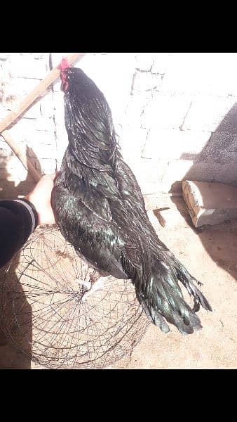 Black Aseel chicks 5