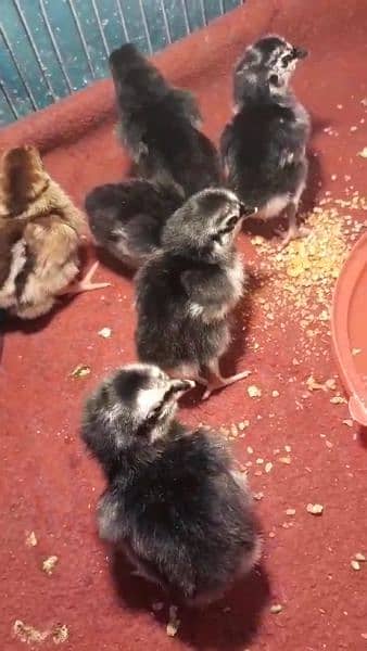 Black Aseel chicks 8