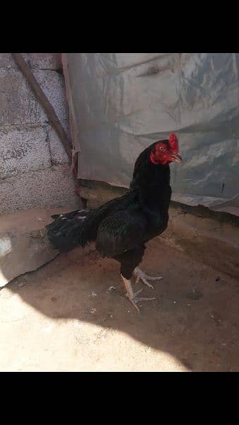 Black Aseel chicks 9