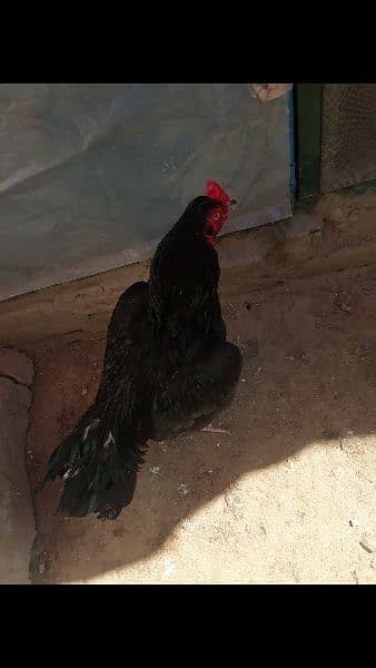 Black Aseel chicks 10