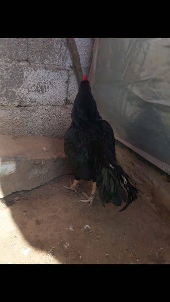 Black Aseel chicks 11