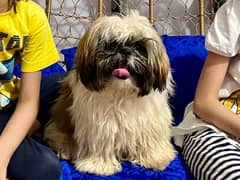 Excellent quality shihtzu female for sale