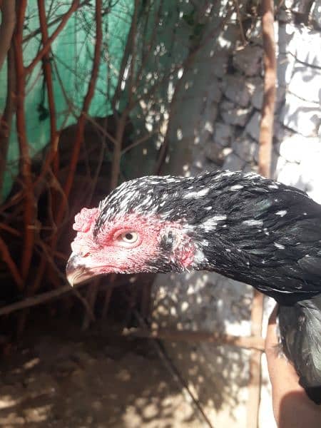 Black Aseel chicks 13