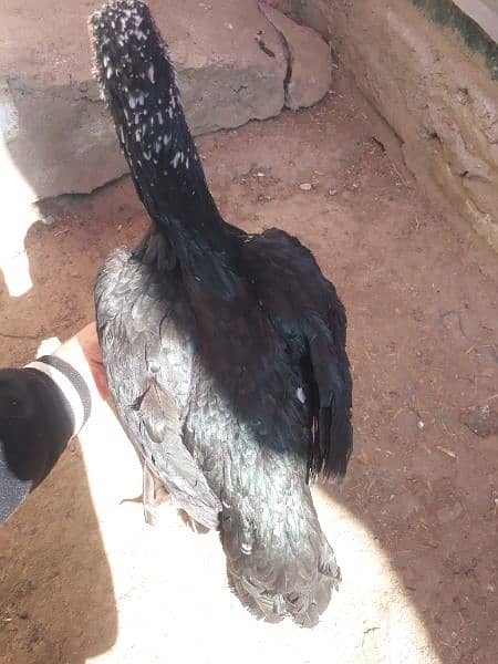 Black Aseel chicks 15