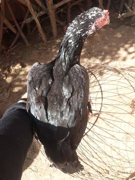 Black Aseel chicks 16