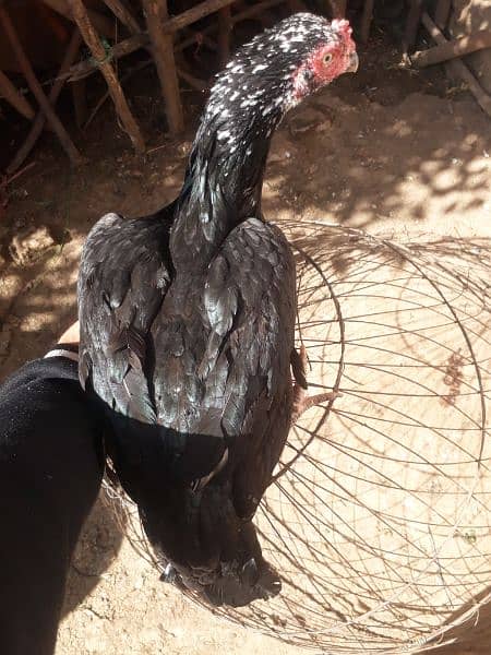 Black Aseel chicks 17