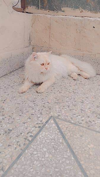 Male cat 8 Month old . White colur light brown shade 4