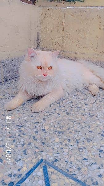 Male cat 8 Month old . White colur light brown shade 5