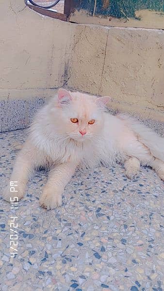 Male cat 8 Month old . White colur light brown shade 6