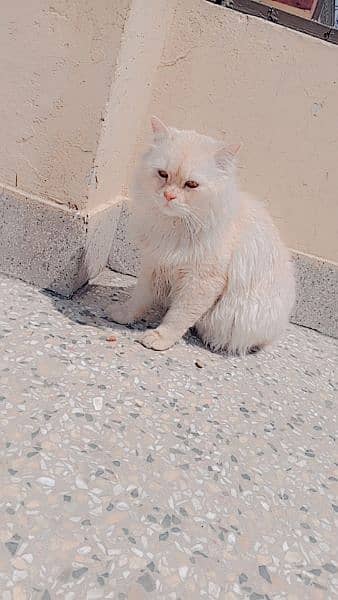 Male cat 8 Month old . White colur light brown shade 8