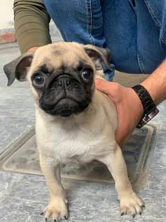 Pug Female Puppy Imported