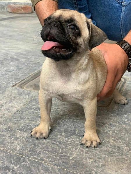 Pug Female Puppy Imported 1