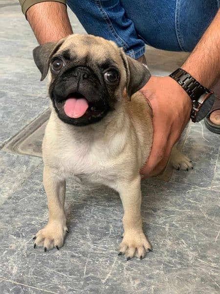 Pug Female Puppy Imported 2