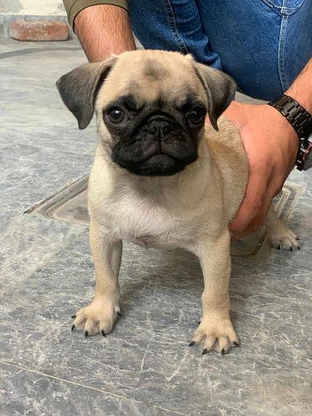Pug Female Puppy Imported 3