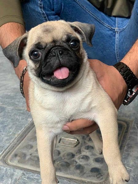 Pug Female Puppy Imported 4