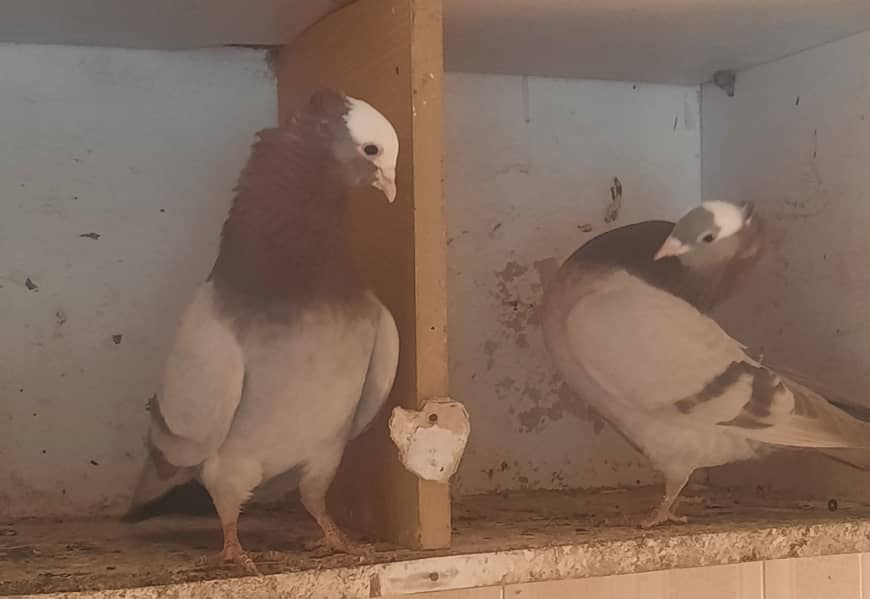Pigeons (karbalai,Sabz mukhi, shirazi, high flyer etc) 1