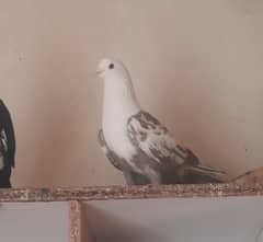 Pigeons (karbalai, mukhi, shirazi, high flyer etc)