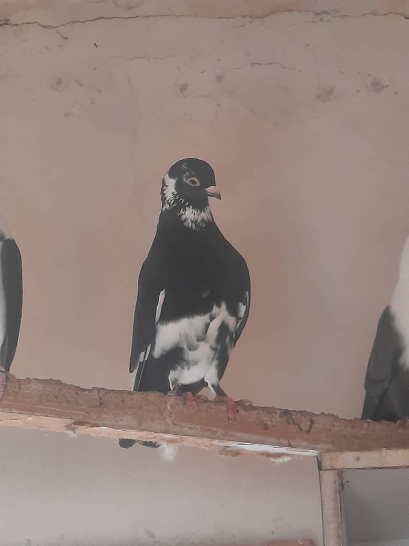 Pigeons (karbalai,Sabz mukhi, shirazi, high flyer etc) 5