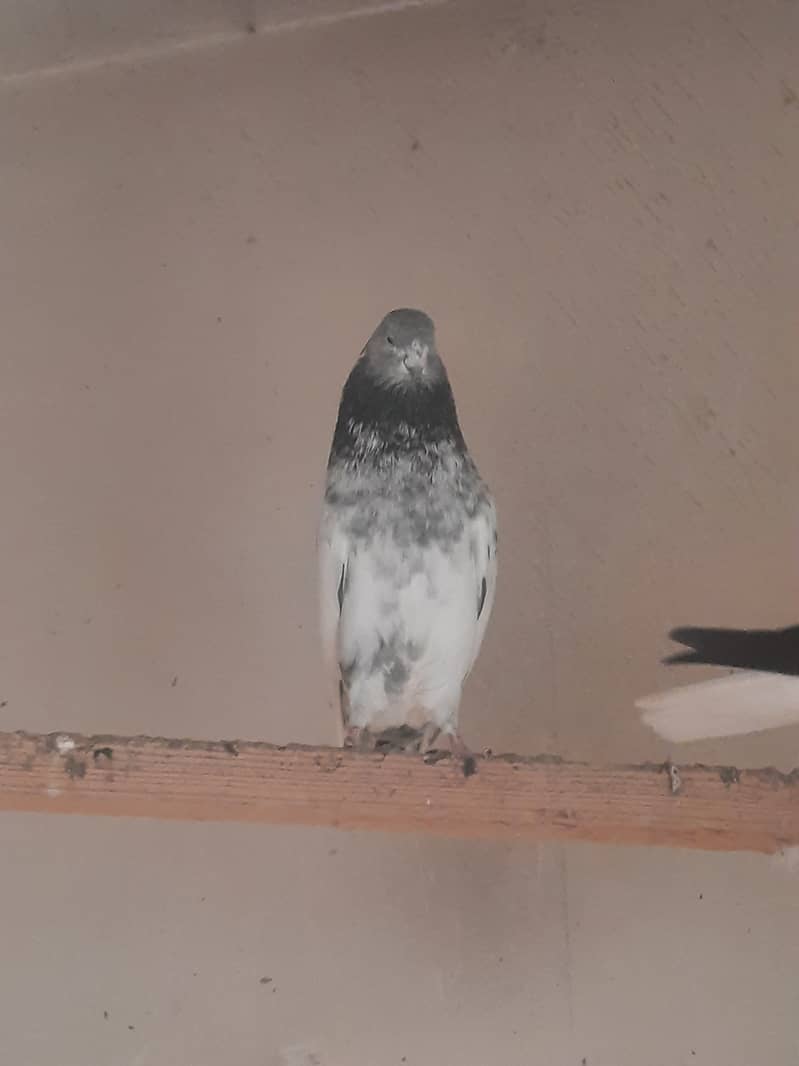 Pigeons (karbalai,Sabz mukhi, shirazi, high flyer etc) 6