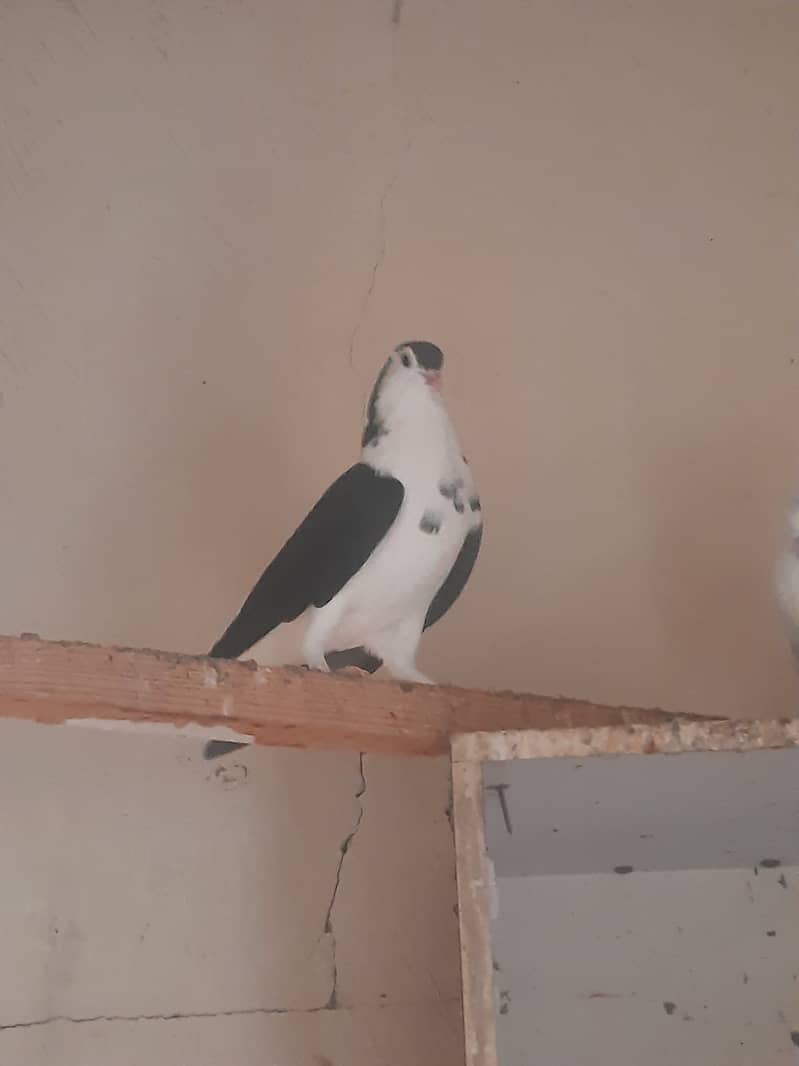 Pigeons (karbalai,Sabz mukhi, shirazi, high flyer etc) 7