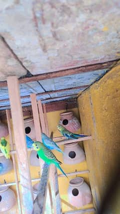 700 rupay pair /African parrot (phathay) 03002477822