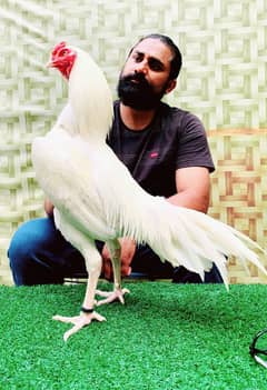 Highest Class Heera Aseel Rooster Quality