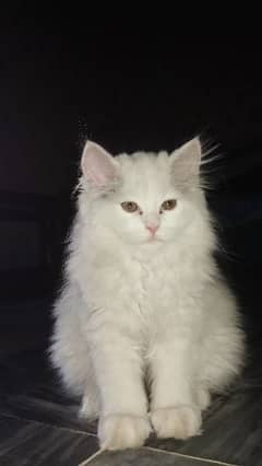 Cat | Kitten | Persian cat  | Persian kitten | Tripple coat