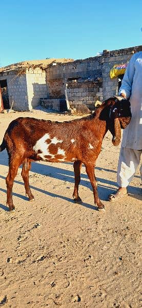 pure beetal goat 1