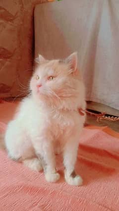 persion male cat urgent sale 7 month ka han