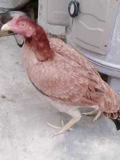 1 hen and 3 chicken of 6 months age