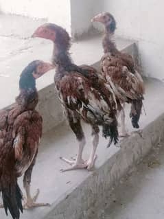1 hen and 3 chicken of 6 months age