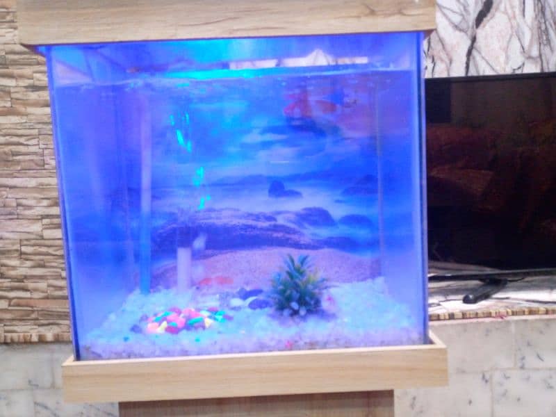 New Fish Aquarium 1.5 foot with fishes. Color Changing Light Installed 2