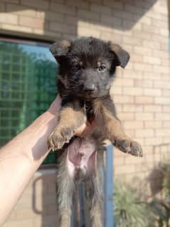 German shepherd puppies for sale in reasonable price 0
