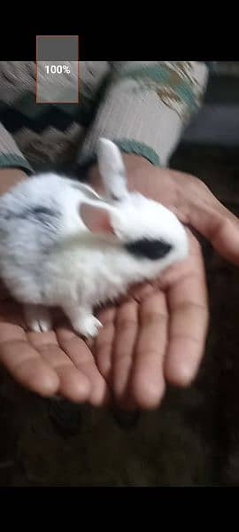 Rabbit Babies and Breeders for sale 10